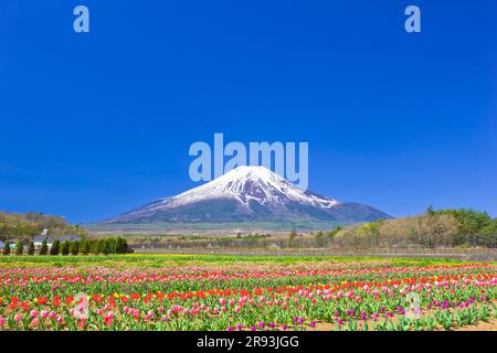 Tulpen im Hananomiyako Park und Mt. Stockfoto