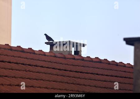 Pidgeon sitzt auf einem Schornstein Stockfoto