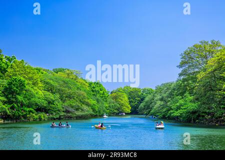 Inokashira Park in frischem Grün Stockfoto