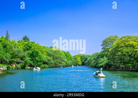 Inokashira Park in frischem Grün Stockfoto