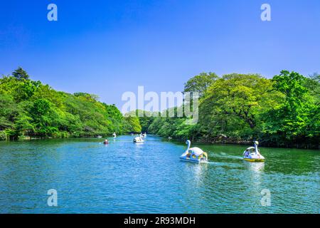 Inokashira Park in frischem Grün Stockfoto