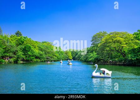 Inokashira Park in frischem Grün Stockfoto