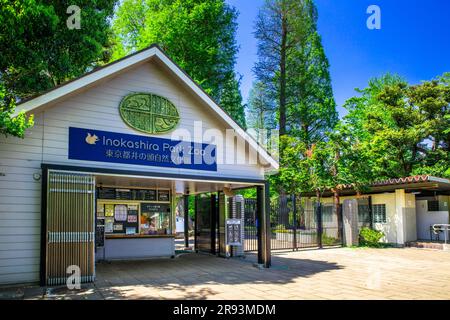 Naturpark Inokashira in frischem Grün Stockfoto