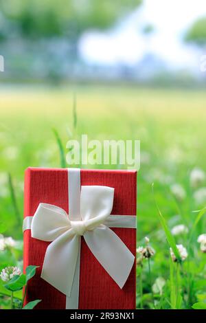 Verschiedene Geschenkboxen mit Sonnenlicht auf dem Rasen des Parks an einem sonnigen Sommertag Stockfoto