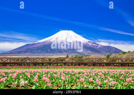 Tulpen im Hananomiyako Park und Mt. Stockfoto