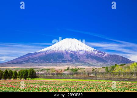 Tulpen im Hananomiyako Park und Mt. Stockfoto