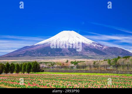 Tulpen im Hananomiyako Park und Mt. Stockfoto