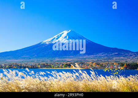 Herbstblätter und Silbergras am Kawaguchi-See Stockfoto