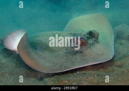 Blue-Spot Fantail Ray, Taeniura Lymna, Liberty Wreck Dive Site, Tulamben, Karangasem Regency, Bali, Indonesien Stockfoto