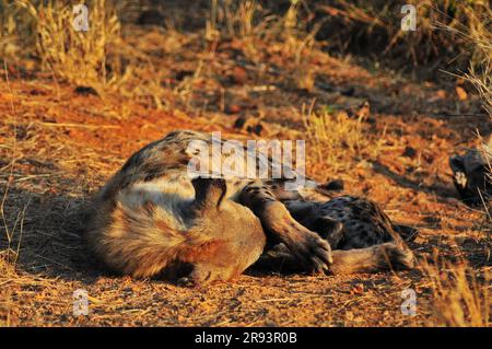 Elefanten, die mit Kälbern und Hyänen grasen, die mit Jungen schlafen, bieten Touristen ein echtes afrikanisches Safarieerlebnis im Kruger-Nationalpark in Südafrika Stockfoto