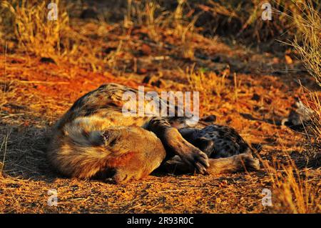 Elefanten, die mit Kälbern und Hyänen grasen, die mit Jungen schlafen, bieten Touristen ein echtes afrikanisches Safarieerlebnis im Kruger-Nationalpark in Südafrika Stockfoto