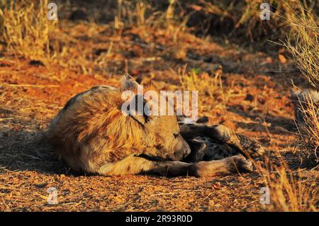 Elefanten, die mit Kälbern und Hyänen grasen, die mit Jungen schlafen, bieten Touristen ein echtes afrikanisches Safarieerlebnis im Kruger-Nationalpark in Südafrika Stockfoto