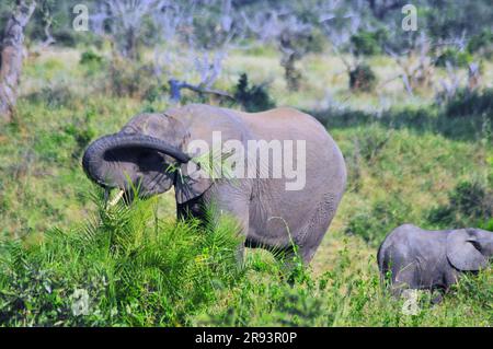 Elefanten, die mit Kälbern und Hyänen grasen, die mit Jungen schlafen, bieten Touristen ein echtes afrikanisches Safarieerlebnis im Kruger-Nationalpark in Südafrika Stockfoto