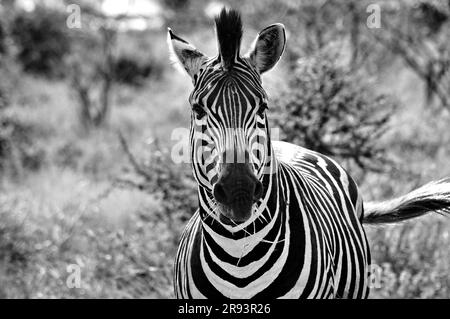 Elefanten, die mit Kälbern und Hyänen grasen, die mit Jungen schlafen, bieten Touristen ein echtes afrikanisches Safarieerlebnis im Kruger-Nationalpark in Südafrika Stockfoto