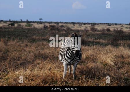 Elefanten, die mit Kälbern und Hyänen grasen, die mit Jungen schlafen, bieten Touristen ein echtes afrikanisches Safarieerlebnis im Kruger-Nationalpark in Südafrika Stockfoto