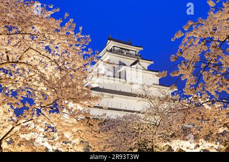 Schloss Tsurugajo und Kirschblüten bei Nacht Stockfoto