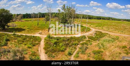 Die Heiden im Nationalpark De Meinweg, Teil des Parks Maas-Schwalm-nett, Limburg, Niederlande Stockfoto