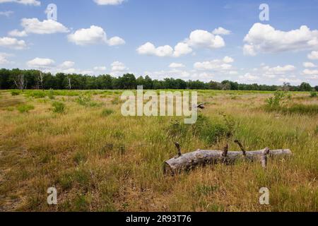 Die Heiden im Nationalpark De Meinweg, Teil des Parks Maas-Schwalm-nett, Limburg, Niederlande Stockfoto