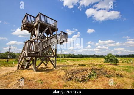 Hölzerner Aussichtsturm auf Heiden im De Meinweg Nationalpark, Teil des Maas-Schwalm-Nette Parks, Limburg, Niederlande Stockfoto