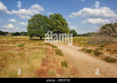 Die Heiden im Nationalpark De Meinweg, Teil des Parks Maas-Schwalm-nett, Limburg, Niederlande Stockfoto