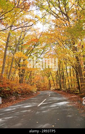 Herbstblätter aus Buche und Straße des Towada-Sees Stockfoto