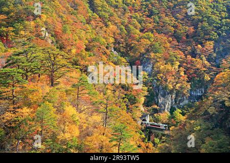 Naruko Gorge in Herbstfarben und Zügen der JR Rikuu East Line Stockfoto