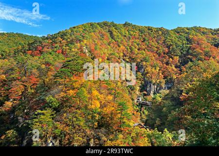 Naruko Gorge in Herbstfarben und Zügen der JR Rikuu East Line Stockfoto