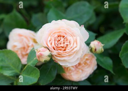 Blassrosa floribunda Rosenvariante Pastella. Gartenarbeit, Blumenzucht. Hybridteerosen. Schließen. Stockfoto