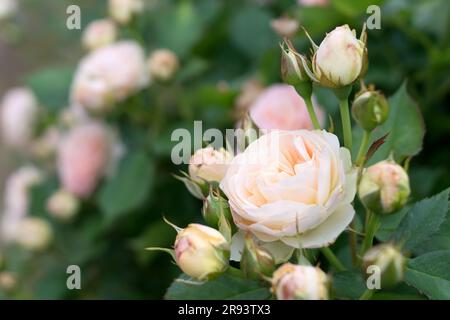 Zarte rosa Sprührose. Hybridrosen aus Polyanthus, cremefarben im Blumenbeet. Sorte Pastella. Stockfoto