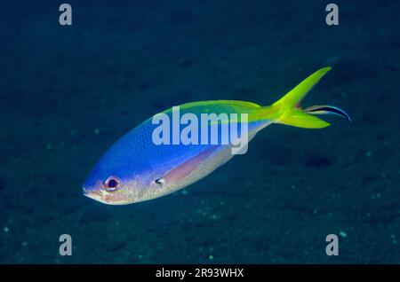 Blue and Yellow Fusilier, Caesio teres, Coral Garden Dive Site, Tulamben, Karangasem Regency, Bali, Indonesien Stockfoto