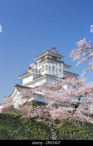 Schloss Tsuruga und Kirschblüten Stockfoto