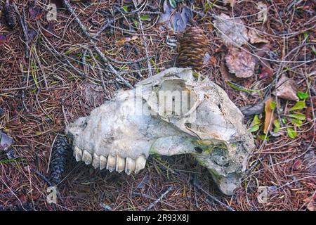 Der Schädel eines Tieres liegt im Wald, Nahaufnahme. Der Begriff von Tod und Leben. Stockfoto