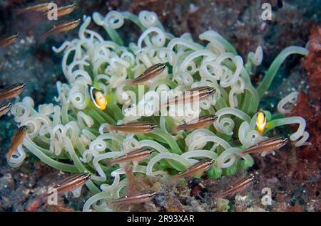 Molukken-Kardinalfisch, Ostorhinchus moluccensis, mit Anemonefisch, Amphiprion sp, in Tentakeln von lang entakelten Anemonen, Heteractis doreensis, Batu Stockfoto