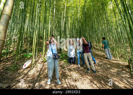 Touristen besuchen den Bambuswald in TU Le commune, Van Chan District, Yen Bai Provinz, Vietnam Stockfoto