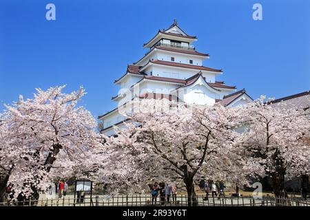 Schloss Tsuruga und Kirschblüten Stockfoto