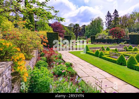 Eine farbenfrohe Ausstellung von Frühlingsblumen und Blättern im Parterre Garden im Kilver Court Garden, Shepton Mallet, Somerset, England, Großbritannien Stockfoto