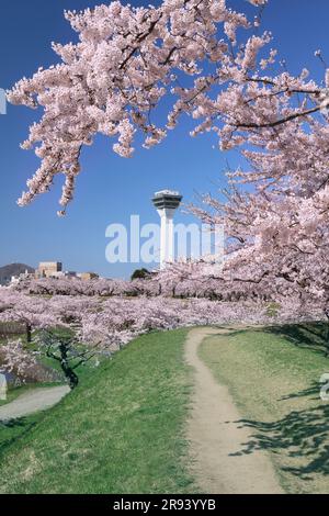 Kirschblüten im Goryokaku Park und Goryokaku Tower Stockfoto