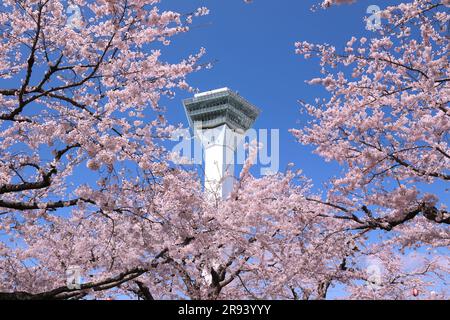 Kirschblüten im Goryokaku Park und Goryokaku Tower Stockfoto