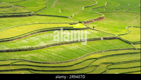 Fantastische Reisfelder auf Terrassen in der bewässernden Jahreszeit im TU Le Valley, Vietnam. Das TU Le ist ein kleines Tal, hat aber das ganze Jahr über wunderschöne Terrassen. Ein AT Stockfoto