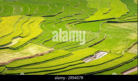 Fantastische Reisfelder auf Terrassen in der bewässernden Jahreszeit im TU Le Valley, Vietnam. Das TU Le ist ein kleines Tal, hat aber das ganze Jahr über wunderschöne Terrassen. Ein AT Stockfoto