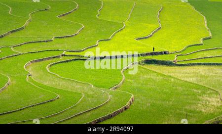 Fantastische Reisfelder auf Terrassen in der bewässernden Jahreszeit im TU Le Valley, Vietnam. Das TU Le ist ein kleines Tal, hat aber das ganze Jahr über wunderschöne Terrassen. Ein AT Stockfoto