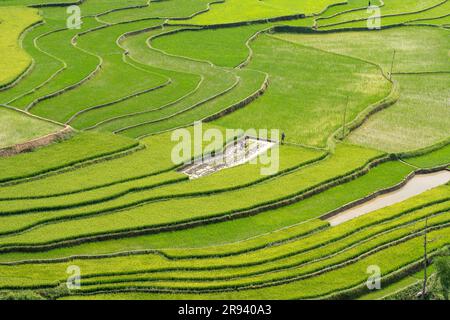 Fantastische Reisfelder auf Terrassen in der bewässernden Jahreszeit im TU Le Valley, Vietnam. Das TU Le ist ein kleines Tal, hat aber das ganze Jahr über wunderschöne Terrassen. Ein AT Stockfoto