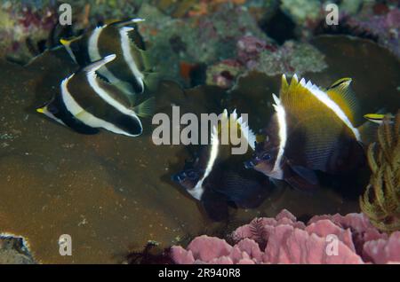 Humphead Bannerfish, Heniochus varius, mit Pennant Bannerfish, Heniochus chrysostomus, Gili Tepekong Tauchplatz, Candidasa, Bali, Indonesien Stockfoto