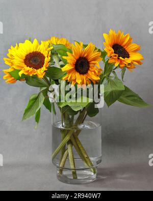 Hübsche Sonnenblumen in einer Glasvase auf grauem Hintergrund Stockfoto