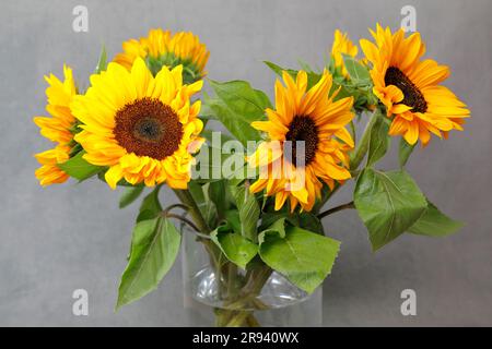 Hübsche Sonnenblumen in einer Glasvase auf grauem Hintergrund Stockfoto