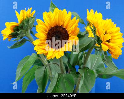 Hübsche Sonnenblumen in einer Glasvase auf blauem Hintergrund Stockfoto