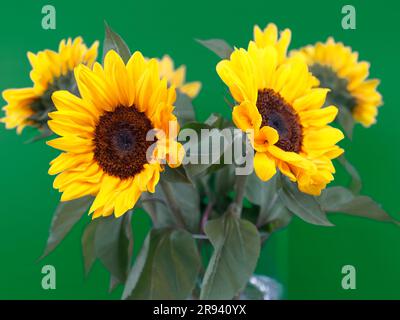 Hübsche Sonnenblumen in einer Glasvase auf grünem Hintergrund Stockfoto