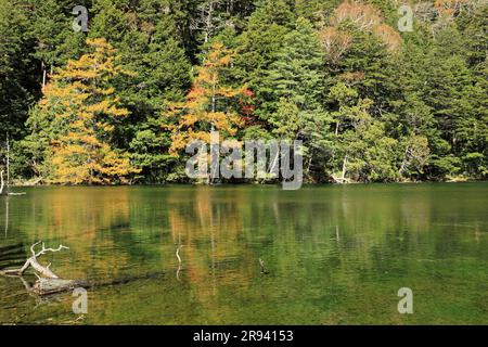 Herbstfarben und Myojin-Teich in Kamikochi Stockfoto