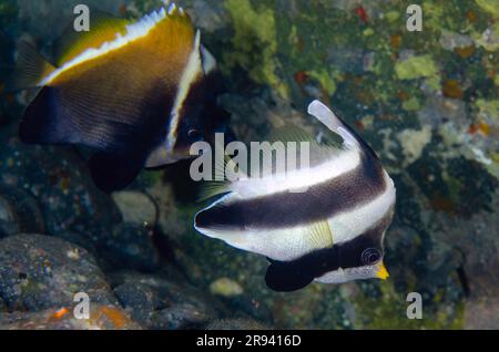 Humphead Bannerfish, Heniochus varius, mit Pennant Bannerfish, Heniochus chrysostomus, Gili Tepekong Tauchplatz, Candidasa, Bali, Indonesien Stockfoto