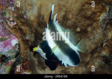 Pennant Bannerfish, Heniochus chrysostomus, Gili Tepekong Tauchplatz, Candidasa, Bali, Indonesien Stockfoto